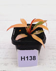 Philodendron 'Orange Princess'