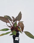 Philodendron 'Orange Princess' - FLASH SALE