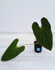 Anthurium Papillilaminum