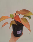 Philodendron 'Orange Princess' Sport