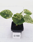 Alocasia baginda ‘Dragon Scale Mint'