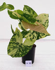Syngonium podophyllum Confetti Tricolour