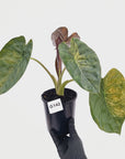 Alocasia ‘wentii’ Variegated