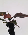 Philodendron 'Orange Princess'