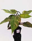 Philodendron 'Pink Princess Galaxy Marble' Sport - Perfectly Imperfect