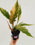 Philodendron serratum 'Caramel Marble'