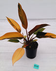 Philodendron 'Rojo Congo Variegated' 125mm - SALE