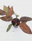 Philodendron 'Orange Princess' - FLASH SALE