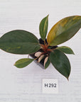 Philodendron 'Rojo Congo Variegated' - SALE