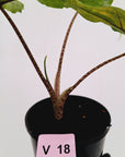 Alocasia sp. ‘Sabrina’ Aurea