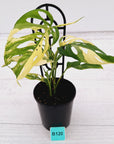 Monstera adansonii Variegata
