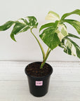 Monstera borsigiana 'Albo'