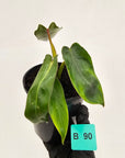 Philodendron spiritus-sancti