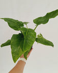 Philodendron giganteum Blizzard - SALE