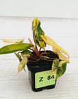 Philodendron billietiae Variegata
