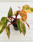 Philodendron erubescens Strawberry Shake