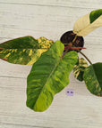 Philodendron pinnatifidum 'Jungle Fever Egg Yolk"