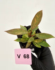 Philodendron 'Orange Princess' 70mm