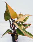 Philodendron erubescens Strawberry Shake