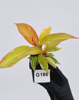 Philodendron Prince of orange variegated