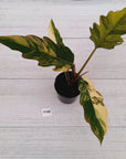 Philodendron serratum Caramel Marble