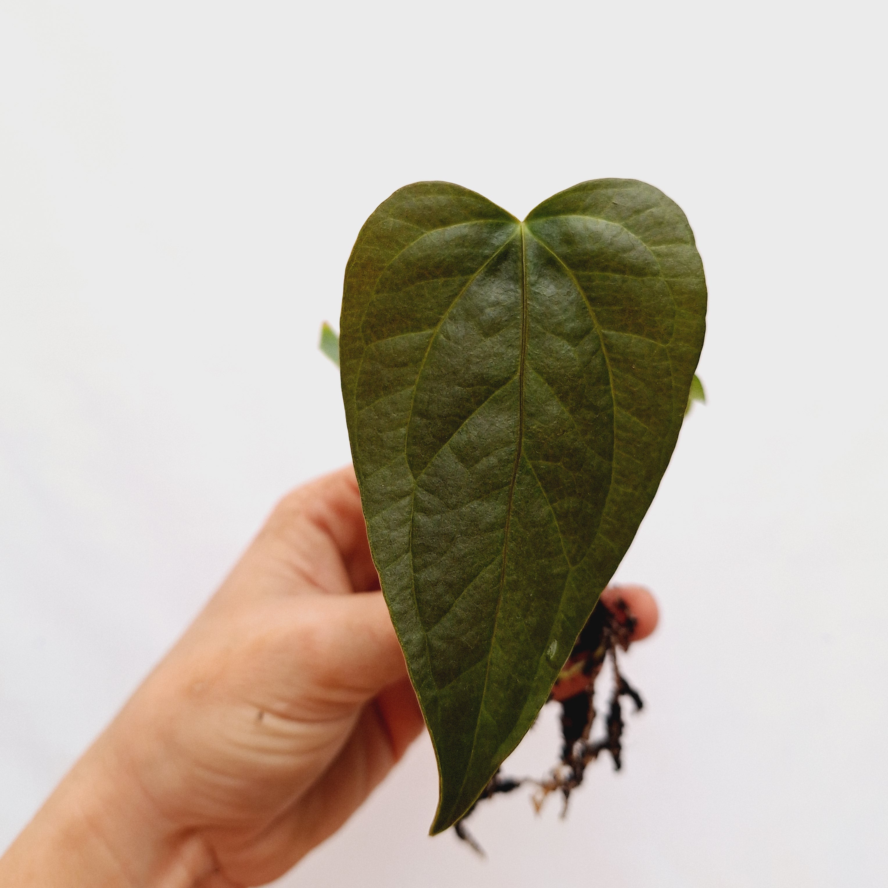 Anthurium Queen of Hearts - Bare Bottom Baby