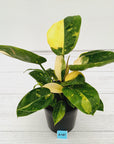 Philodendron Green Congo Variegata (Nuclear)