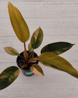 Philodendron 'Rojo Congo Variegated' 125mm - SALE