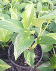 Epipremnum auruem Devil's Ivy Pothos