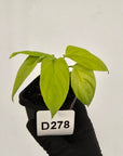 Homalomena rubescens Golden Hibiscus’ - Bare Bottom Baby - SALE