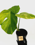 Monstera borsigiana 'Aurea'