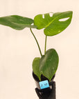 Monstera Deliciosa 'Mint'