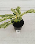 Epipremnum giganteum variegata