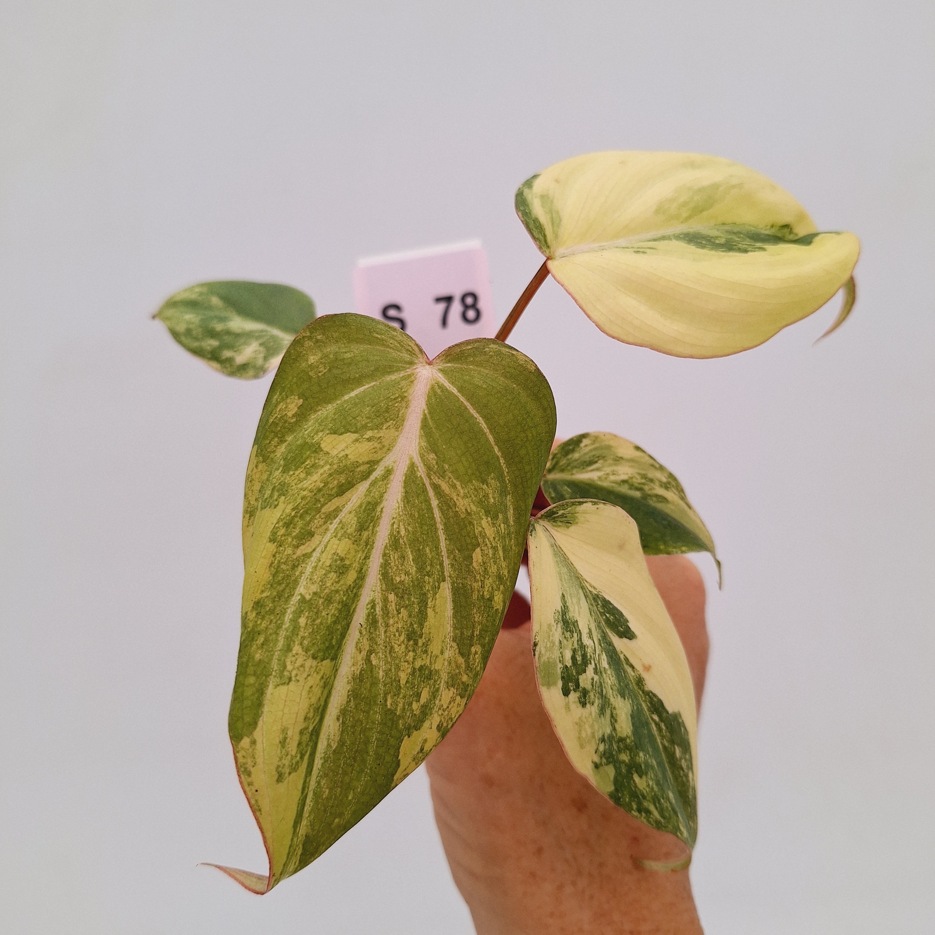 Philodendron gloriosum  variegata - Bare Bottom Baby