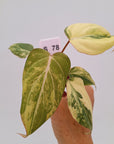 Philodendron gloriosum  variegata - Bare Bottom Baby