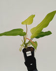 Philodendron 'Whipple Way'
