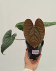 Anthurium Luxurians