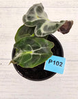 Alocasia Venom