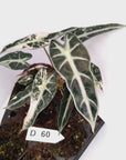 Alocasia Amazonica bambino Variegata - Bare Bottom Baby