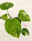 Monstera borsigiana 'Albo'
