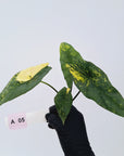 Alocasia ‘Simpo Aurea’ Variegata - Bare Bottom Baby