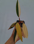 Philodendron erubescens Strawberry Shake