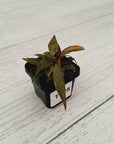 Philodendron 'Orange Princess'