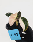 Alocasia reginula 'Black Velvet variegata'
