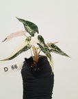 Alocasia Amazonica bambino Variegata - Bare Bottom Baby