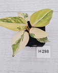 Philodendron gloriosum white vien variegata - SALE