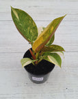 Philodendron Green Congo Variegata (Nuclear)