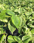 Philodendron hederaceum 'Variegata'