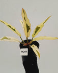Philodendron serratum Caramel Marble Albo