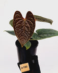 Anthurium Luxurians